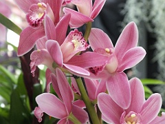 orchidsNL (4)